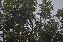Pycnonotus finlaysoni eous