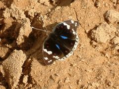 Junonia oenone oenone