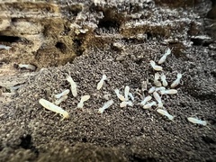 Reticulitermes flavipes