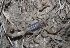 Paruroctonus silvestrii