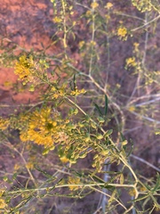 Cleomella angustifolia