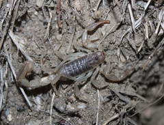 Paruroctonus silvestrii