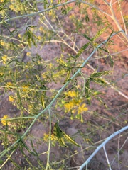 Cleomella angustifolia