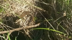 Lissolepis coventryi