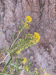 Cleomella angustifolia