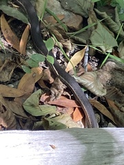 Thamnophis hammondii