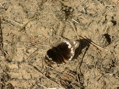 Junonia oenone oenone