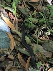 Thamnophis hammondii