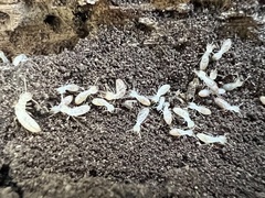 Reticulitermes flavipes