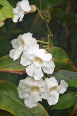 Thunbergia