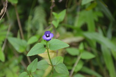 Torenia asiatica