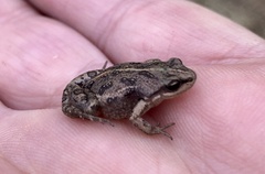 Cacosternum boettgeri