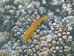 Pomacentrus moluccensis