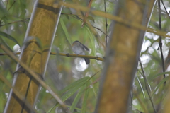Cyornis