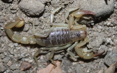 Paruroctonus silvestrii