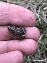 Cacosternum boettgeri