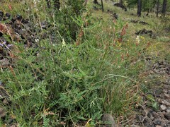 Astragalus mongholicus