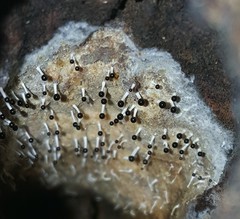 Metatrichia