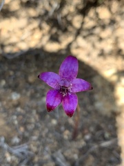 Elythranthera brunonis