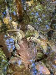 Thamnophis hammondii