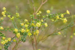 Pimelea flava