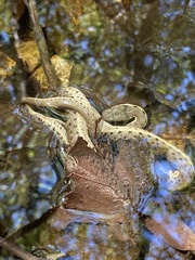 Thamnophis hammondii