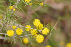 Acacia brownii