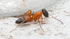 Opisthopsis rufithorax