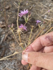 Lessingia leptoclada