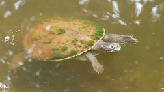 Emydura macquarii