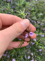 Prostanthera scutellarioides