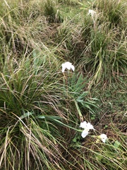 Iris × hybrida