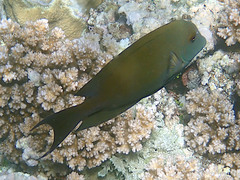 Ctenochaetus striatus