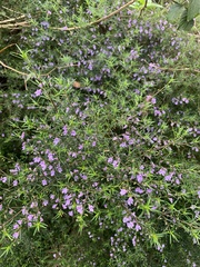 Prostanthera scutellarioides