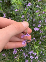 Prostanthera scutellarioides