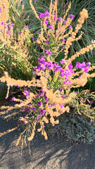 Linaria purpurea