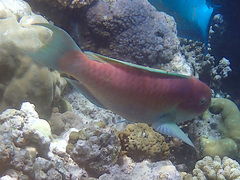 Chlorurus microrhinos