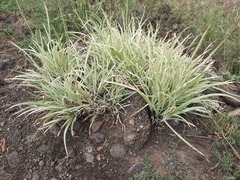 Iris lactea biglumis