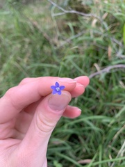 Wahlenbergia stricta