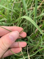 Wahlenbergia stricta