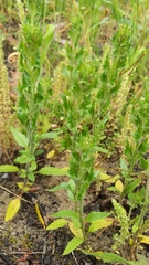 Zaluzianskya divaricata