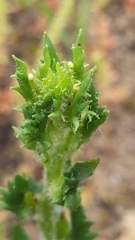 Zaluzianskya divaricata