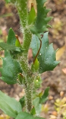 Zaluzianskya divaricata