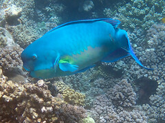 Chlorurus microrhinos