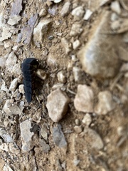 Nyctophila reichii