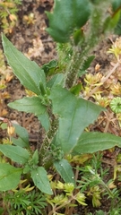 Zaluzianskya divaricata