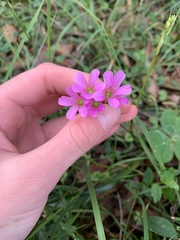 Oxalis debilis