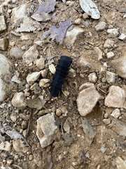 Nyctophila reichii