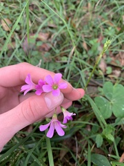 Oxalis debilis