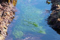Phyllospadix torreyi